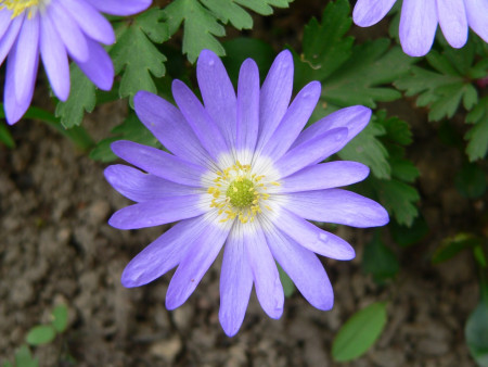 Anemone blanda 